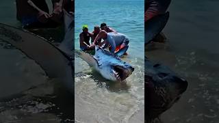 Saving Huge Beached Mako Shark