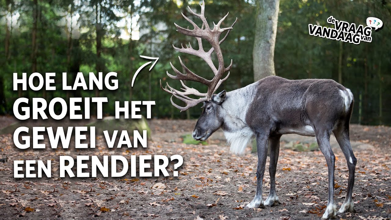 Correspondent Diplomatie Maak avondeten Hoe lang duurt het voordat het GEWEI van een RENDIER is aangegroeid? 🦌 |  De Vraag Van Vandaag - YouTube