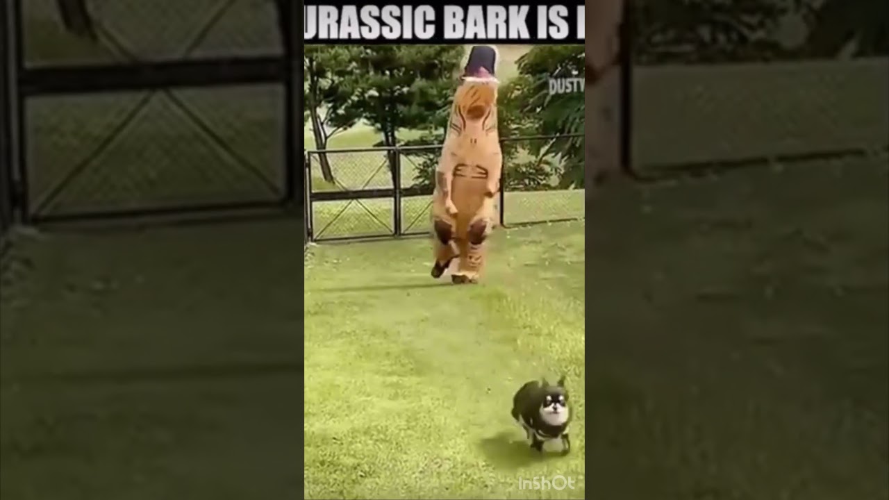 Dog memes (THERE NOT EXTINCT THERE JURRASIC PARK) 
