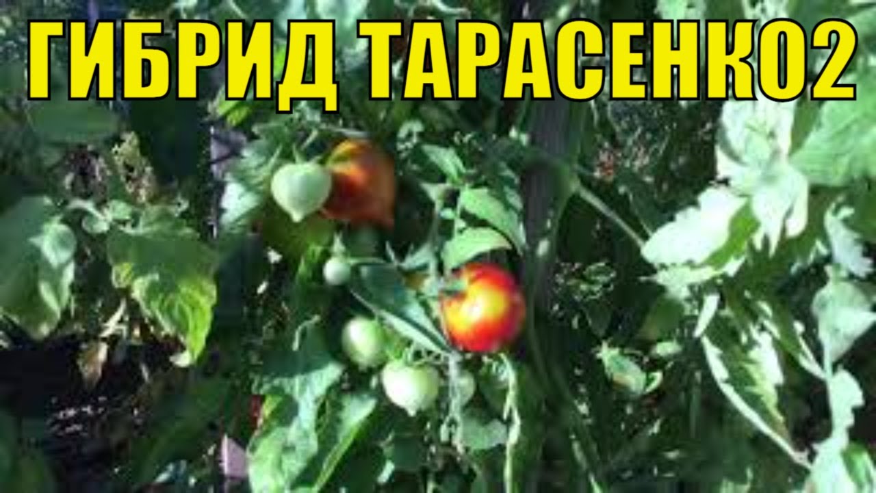 Томат гибрид 2