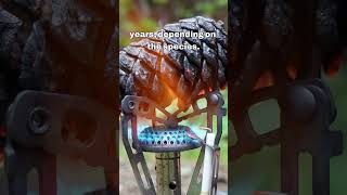 Why Some Trees Need Fire to Regenerate  #forestry #silviculture #forestmanagement #nature #forester