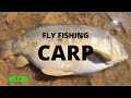 INSANE CARP FLY FISHING (also epic and sick)