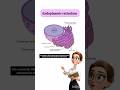 endoplasmic reticulum #learnbiology #studybiology #biology #ncert #education #shorts