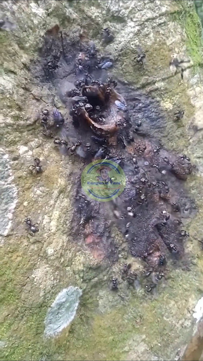 Found a klanceng bee nest in a large tree