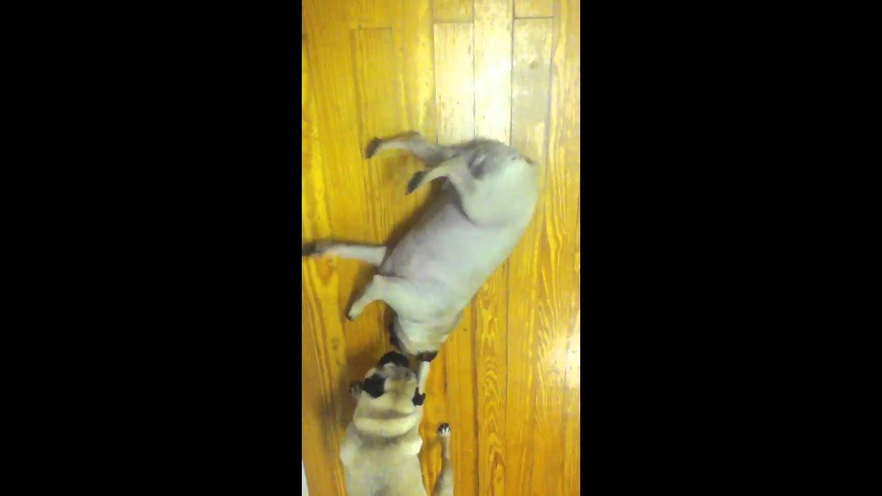 do pugs seizures pug seizure necrotising pug encephalitis do pugs seizures pug seizure necrotising pug encephalitis