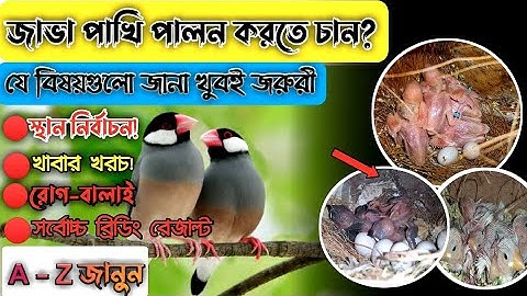 জাভা পাখি পালন করার পূর্বে যে বিষয় গুলো জানা দরকার🇧🇩/ basic knowledge about java sparrow breeding