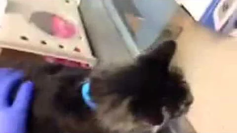 Watch the video about Extra Friendly Maine Coon Mix needs a home