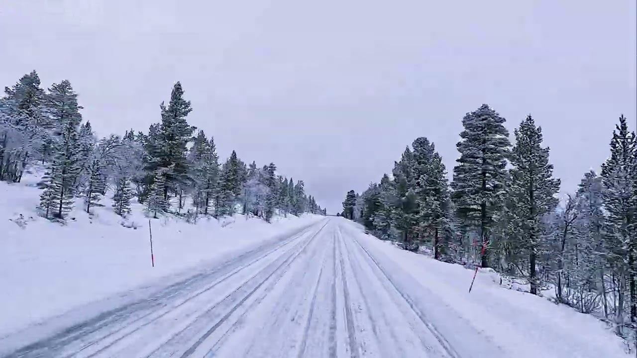 På vinterveien til Røros julemarked 2025  (Liten flokk med reinsdyr 0.48.10)