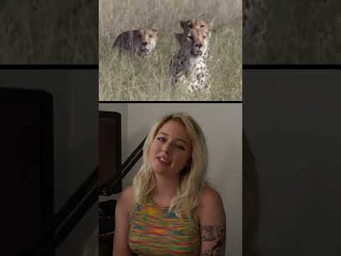 วีดีโอ: Pet Scoop: Three Cheetah Cubs เอาชีวิตรอดได้ยาก Katherine Heigl ช่วยลูกสุนัขโซชี