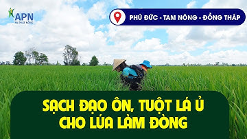 APN - SẠCH ĐẠO ÔN, TUỘT LÁ Ủ CHO LÚA LÀM ĐÒNG - PHÚ ĐỨC, TAM NÔNG, ĐỒNG THÁP