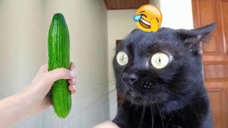 Best Cats and Dogs Videos  Funniest Animals 2024 #15