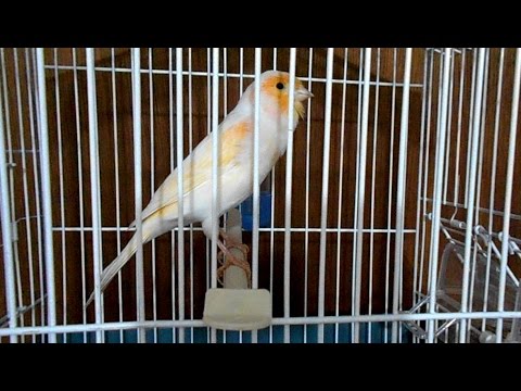 طائر الكناري الموزاييك وهو يبدع بالتغريد