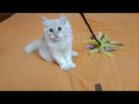 DIY बिल्ली खिलौना बनाने में आसान | अपनी बिल्ली के लिए खिलौने कैसे बनाएं