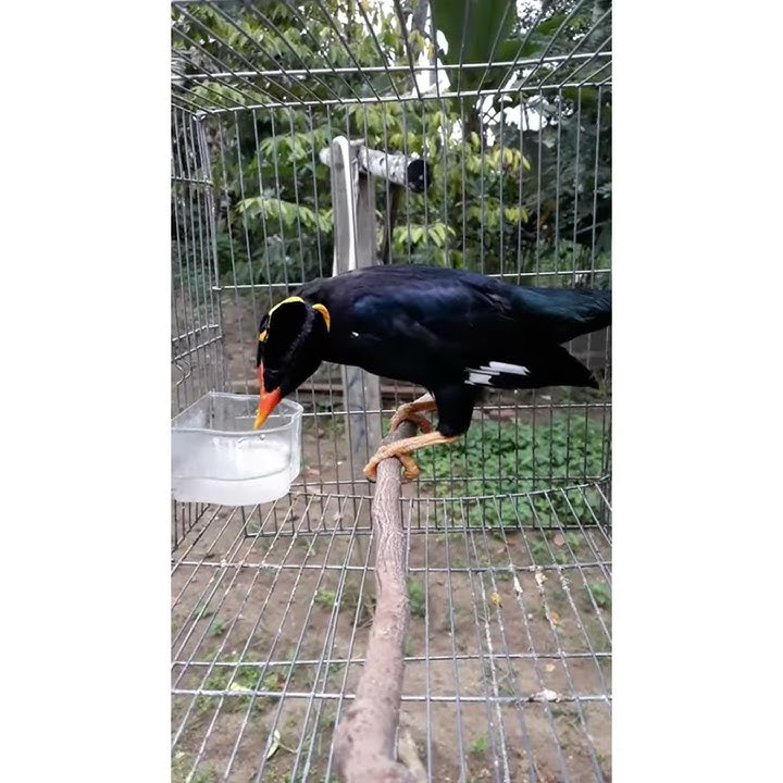 Kicau Burung Beo Jambi