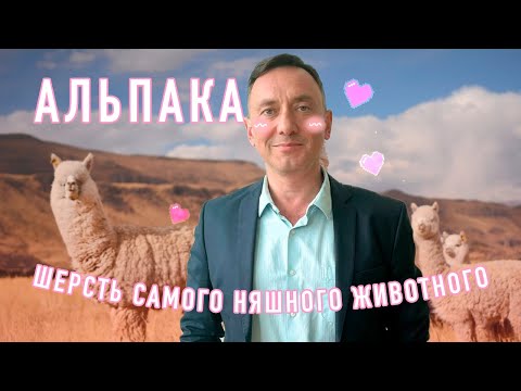 АЛЬПАКА - ШЕРСТЬ САМОГО НЯШНОГО ЖИВОТНОГО