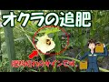 【オクラの追肥】夏場の肥料切れには要注意。