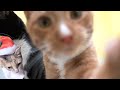 Cats Biting & Playing With Our Camera for 15 Minutes | Cat Angels Shelter Footage