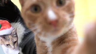 Cats Biting & Playing With Our Camera for 15 Minutes | Cat Angels Shelter Footage