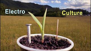 Electroculture Experiment - My Results with Corn Seeds