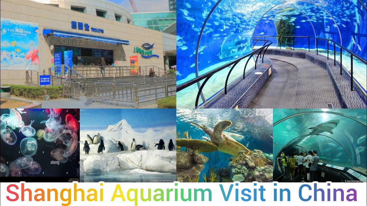 Shanghai Aquarium in china