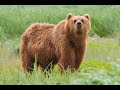 НП „Маврово”: Повредена мечка на потегот Јанче- Ростушки мост, може да биде агресивна