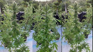 HILLTOP/ JAMAICAN/ OUTDOOR BEAUTIFUL CANNABIS GARDEN UPDATE SEPTEMBER 16, 2022 💪🇯🇲💯🥰