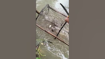 đặt lờ dính cá thác lác