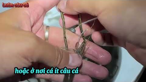 Tuyệt Chiêu Câu Tôm Sông – Ai Cũng Áp Dụng Được