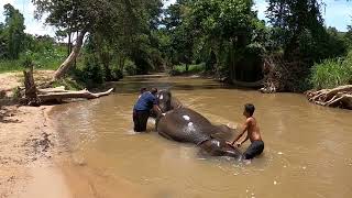 Chiang Mai Elephant bathing