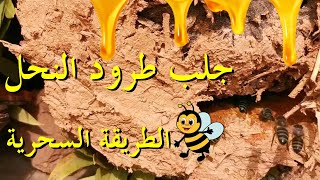 طريقة عبقرية لجلب طرود النحل  'الطريقة_السحرية'