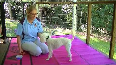 Collar Grab Desensitisation