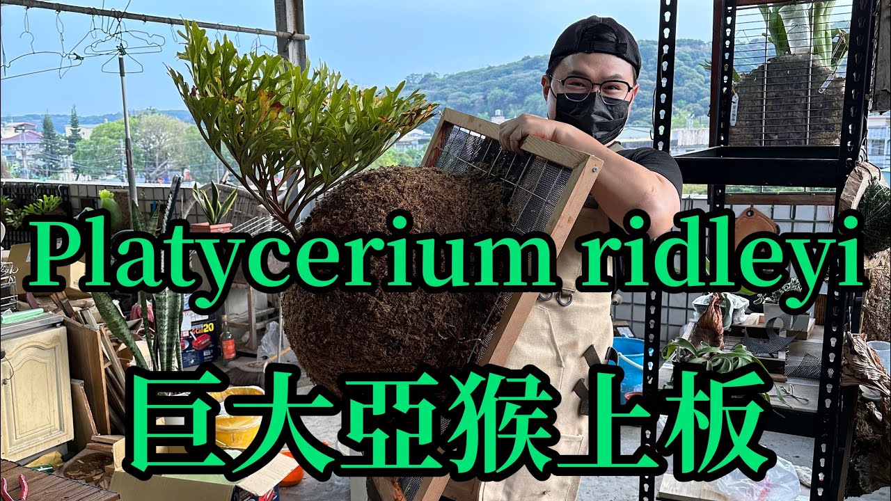亞洲猴腦鹿角蕨Platycerium ridleyi 上板（巨大)  請按cc字幕
