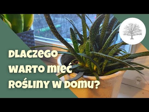 Wideo: Jakie Rośliny Doniczkowe Mają Pozytywny Wpływ Na Zdrowie?