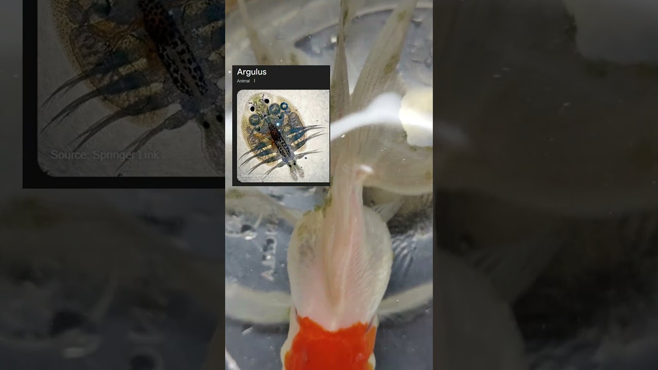 Нападение аргулуса на золотую рыбку и других рыб 