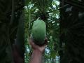 এইরকম চ্যাপ্টা পেঁপে কি কখনো দেখেছেন...!