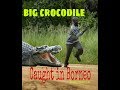 Hot new trending viral big crocodile caught in borneo