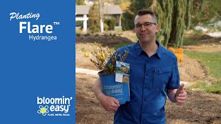 How to Plant Flare™ Hardy Hydrangea