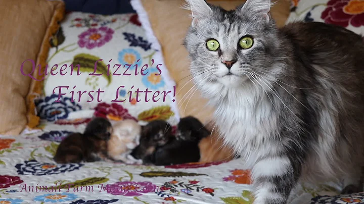 Watch the video about Maine Coon Queen Lizzie’s First Litter!!