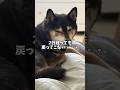 ついに見捨てられた・・・黒柴🐕がそう思った時に・・・