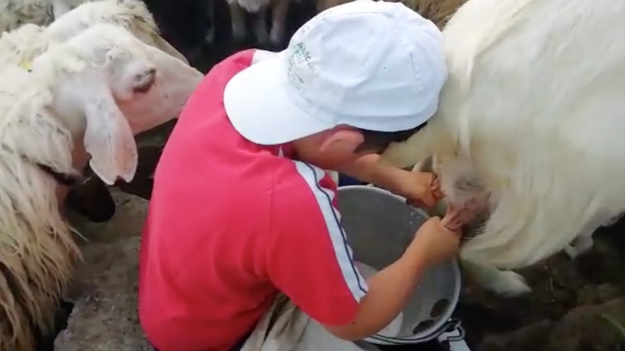 #DGFattoAMano: milking sheep with Gandolfo Pantina