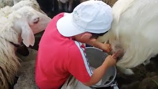 #DGFattoAMano: milking sheep with Gandolfo Pantina