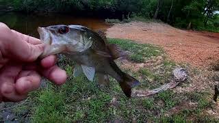 Spotted Bass with a Creature Craw....Ozark Trail brand