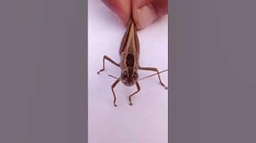 𓆧A Grasshopper with Beautiful Eyes👀