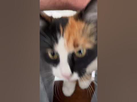 Ласковая жопка #котики #кошки #cat #кот #кошка #рекомендации - YouTube