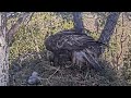 Kaljukotkas 2 :: Aquila chrysaetos :: Golden Eagle-Orły przednie- Śniadanie  dwojaczków🐥🌹🍀🐥🌹🍀