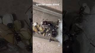 Ameisenbestellung mit Messor barbarus #ants #ameisen #ameisenhaltung #messorbarbarus