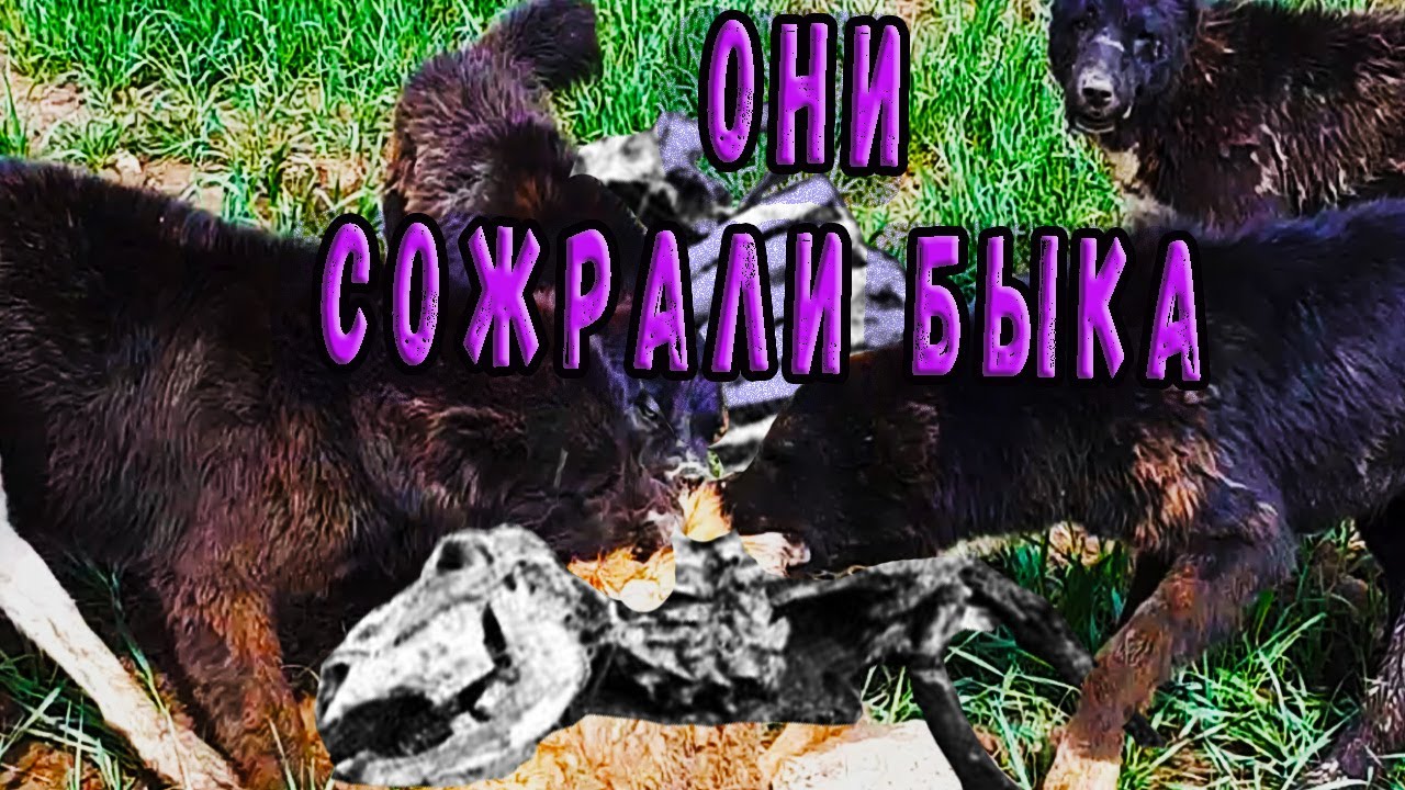 Они сожрали быка. Чем еще питаются среднеазиатские овчарки. - YouTube