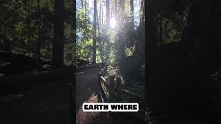 Muir Woods, California! #travel #shorts