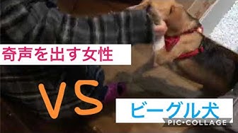 奇声 Youtube