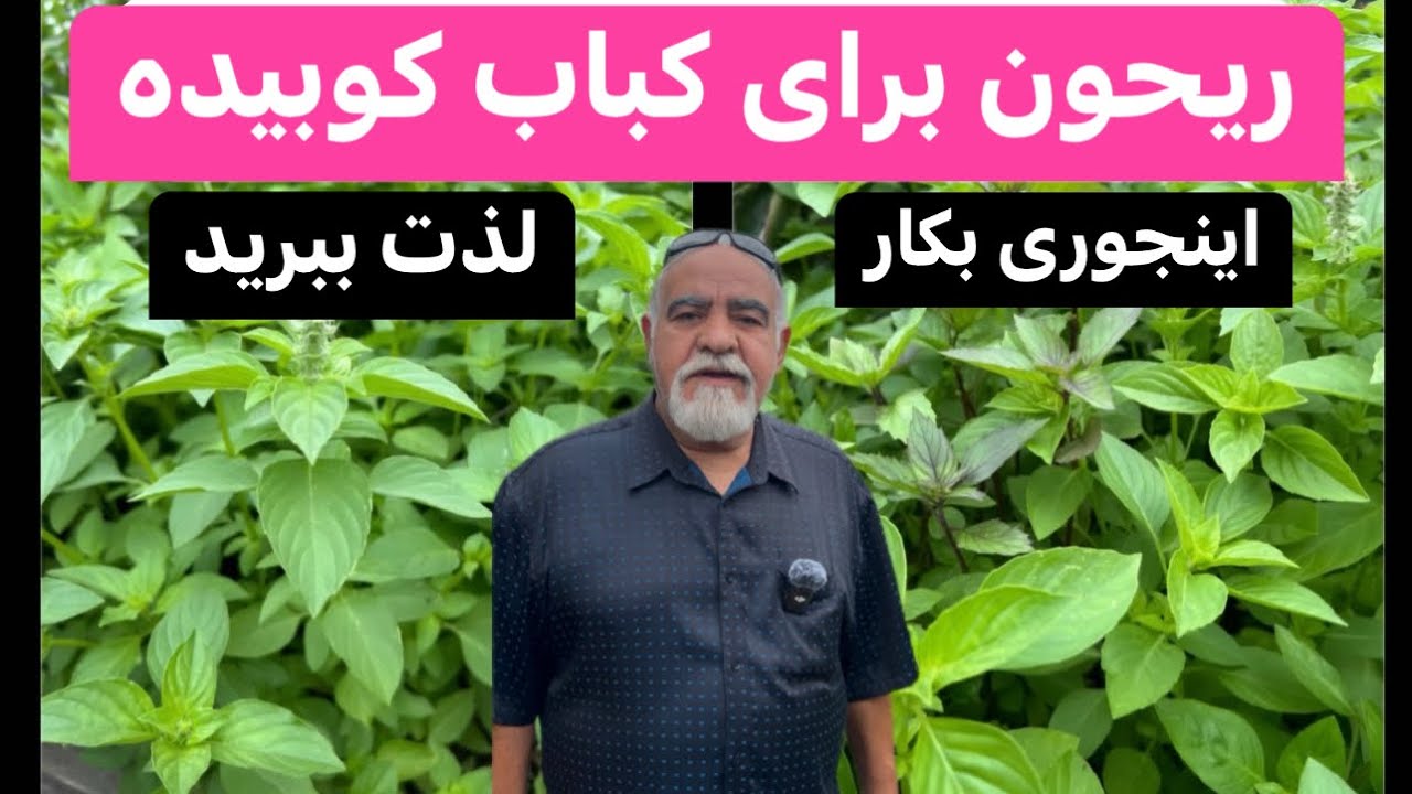 کاشت ریحون با تکنیک حرفه ای برای کباب کوبیده اینجوری بکارید